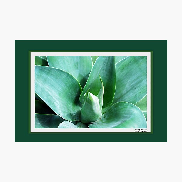 The Color of Future Photographic Print