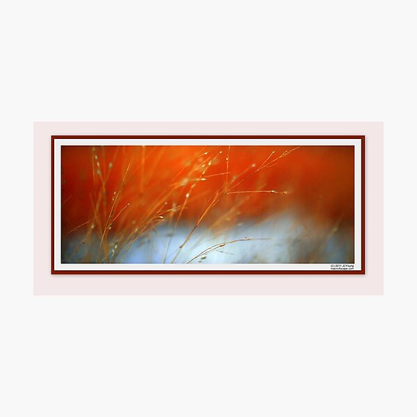Another Primrose Path Photographic Print