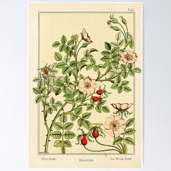 Item preview, French botanical flower plate - Maurice Verneuil - Eglantier designed and sold by DejaVuStudio.
