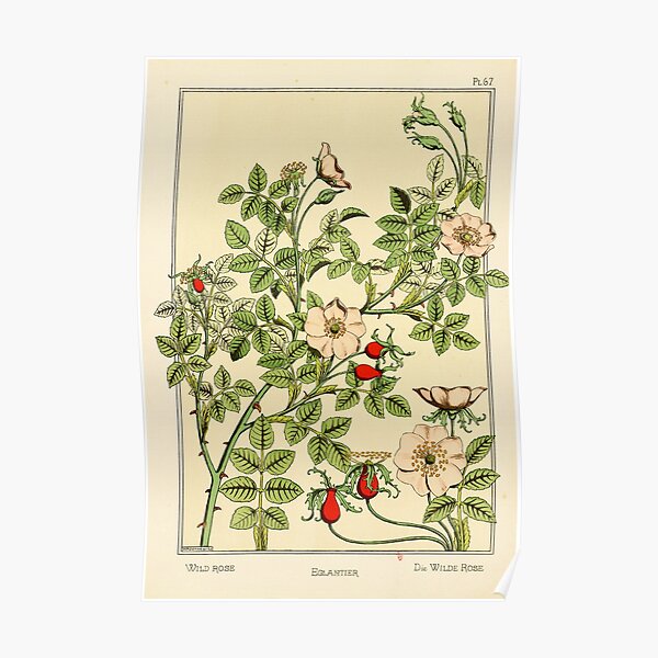 French botanical flower plate - Maurice Verneuil - Eglantier Poster