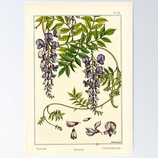 Item preview, French botanical flower plate - Maurice Verneuil - Glycine designed and sold by DejaVuStudio.