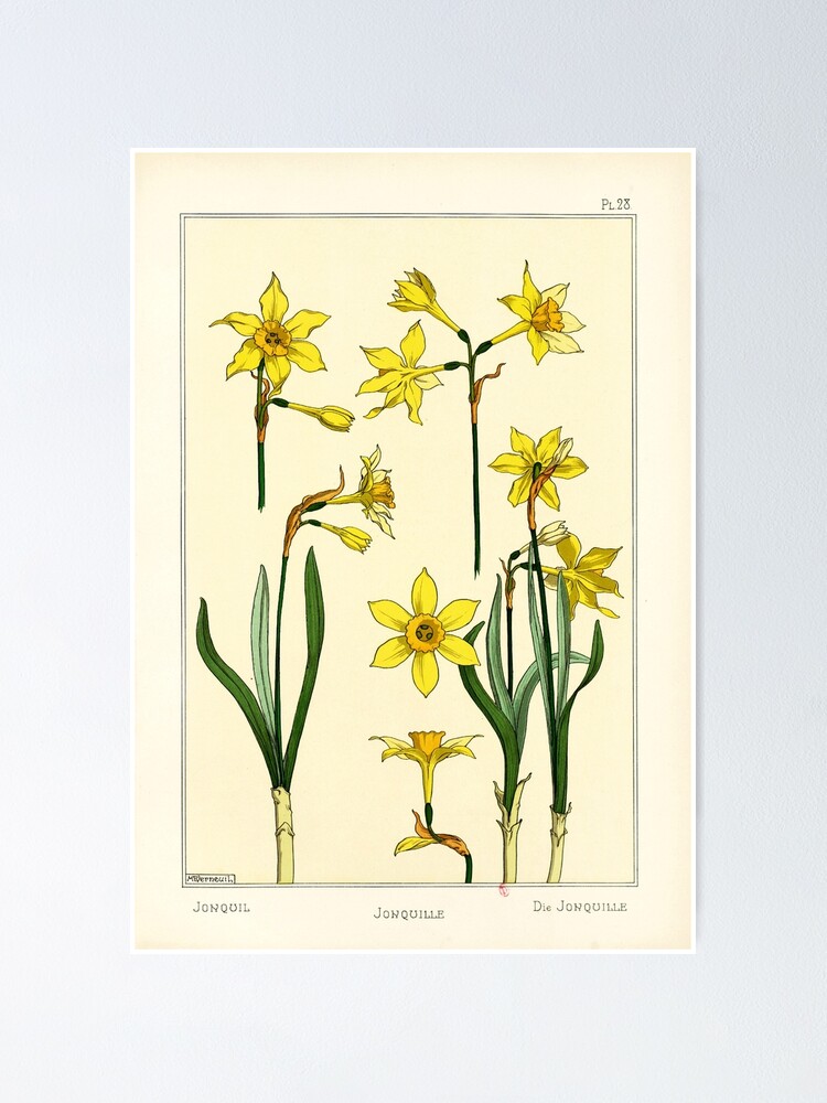 Poster « Assiette fleur botanique française - Maurice Verneuil - Jonquille  », par DejaVuStudio | Redbubble