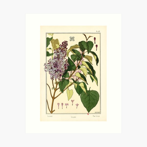 French botanical flower plate - Anna Martin - Lilas Art Print