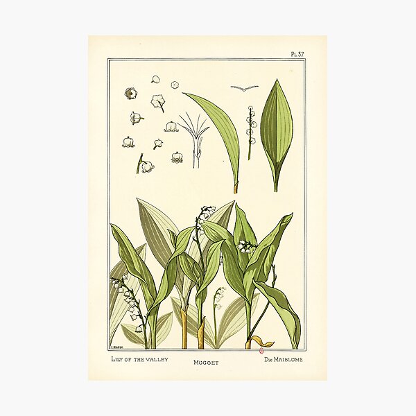 Item preview, French botanical flower plate - E. Hervegh - Muguet designed and sold by DejaVuStudio.