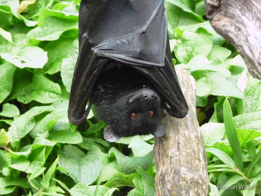 "I Haz a Happy Bristol Zoo Livingstone's fruit bat" by Hannah Waller