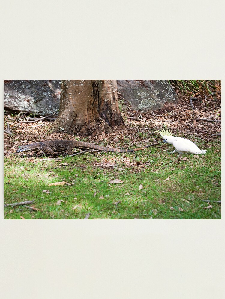 Alternate view of Goanna Tails Photographic Print