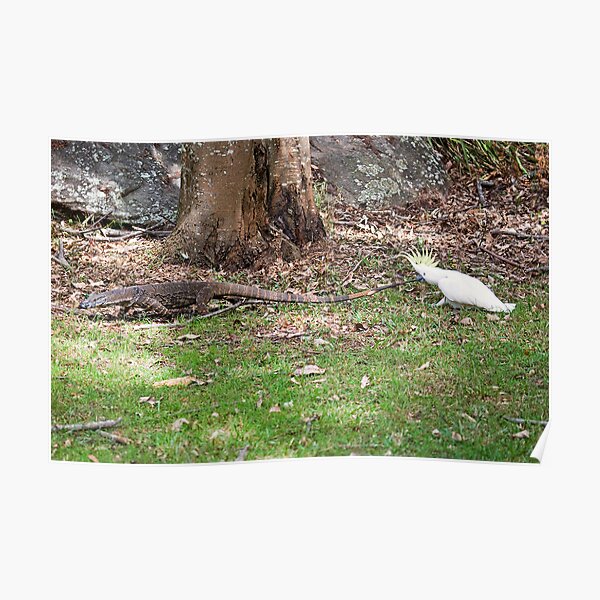 Goanna Tails Poster