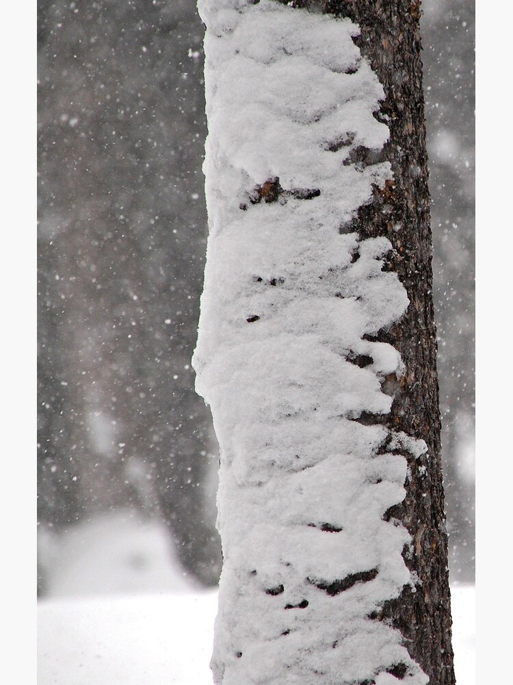 Snow-Flocked Jeffrey Pine Tree by JaredManninen