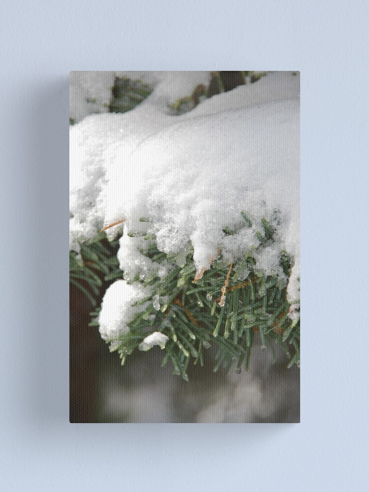 Alternate view of Snow-Flocked Boughs of a White Fir Canvas Print