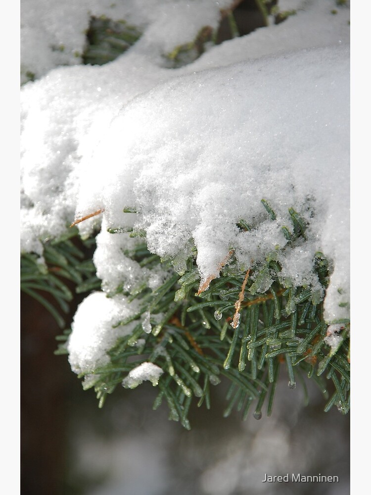 Snow-Flocked Boughs of a White Fir by JaredManninen