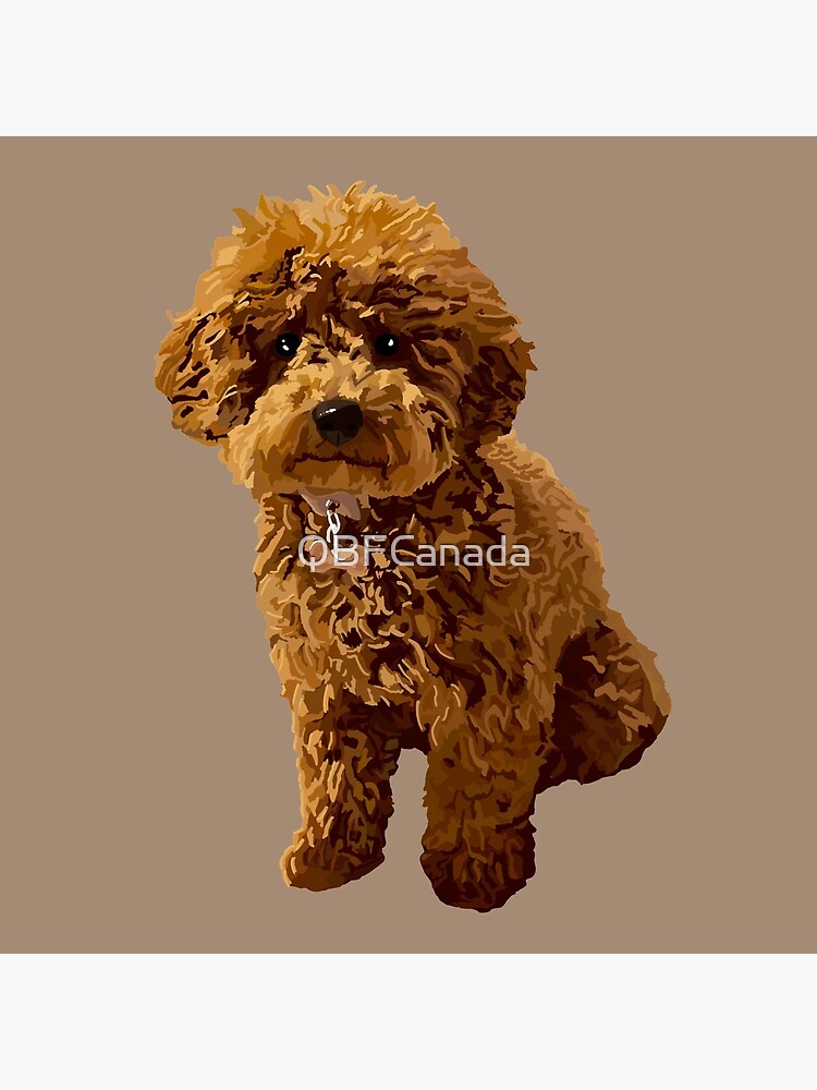 ginger toy poodle