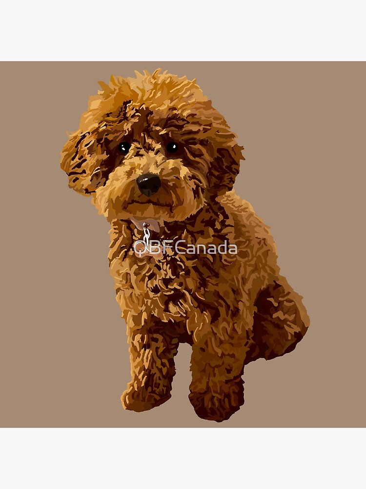 Ginger hotsell toy poodle