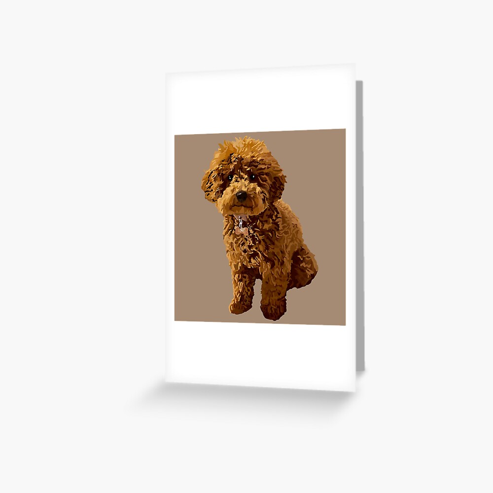 beige standard poodle