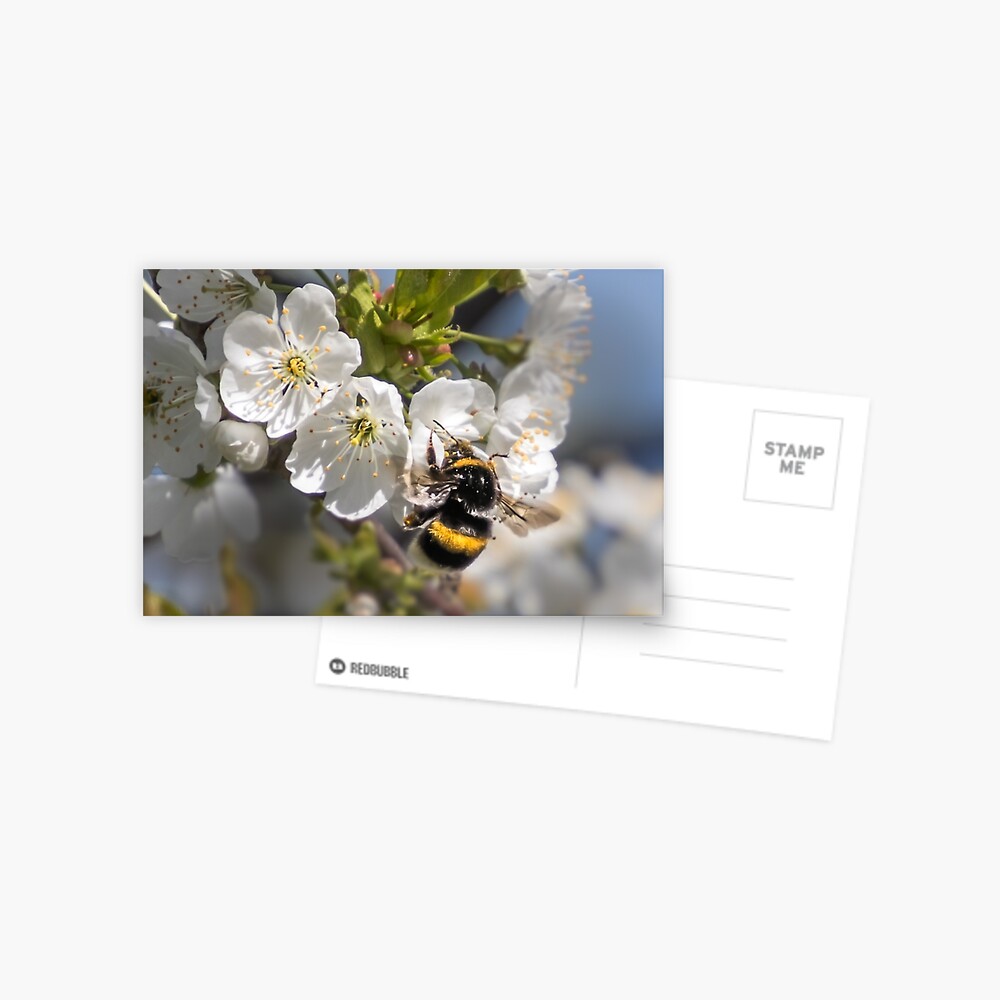Artikel-Vorschau von Postkarte, designt und verkauft von Igelchen.