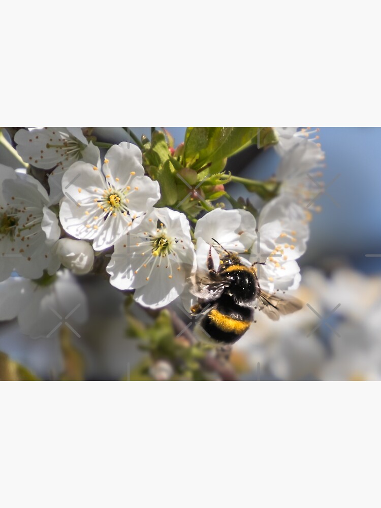 Thumbnail 3 von 3, Sticker, Hummel designt und verkauft von Igelchen.