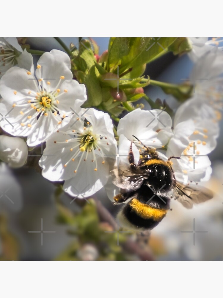 Thumbnail 2 von 2, Stofftasche, Hummel designt und verkauft von Igelchen.