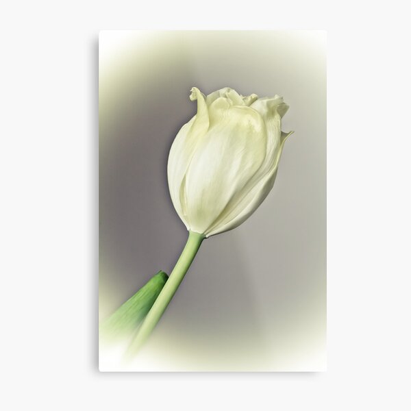 Untitled Metal Print