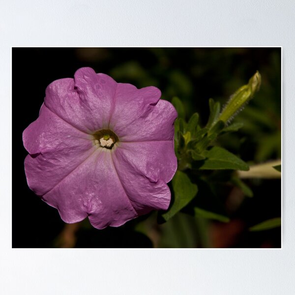 Item preview, Purple Flower designed and sold by Dave Kelly.