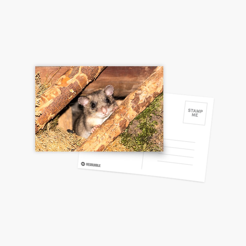 Artikel-Vorschau von Postkarte, designt und verkauft von Igelchen.