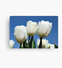There they are again...... Canvas Print