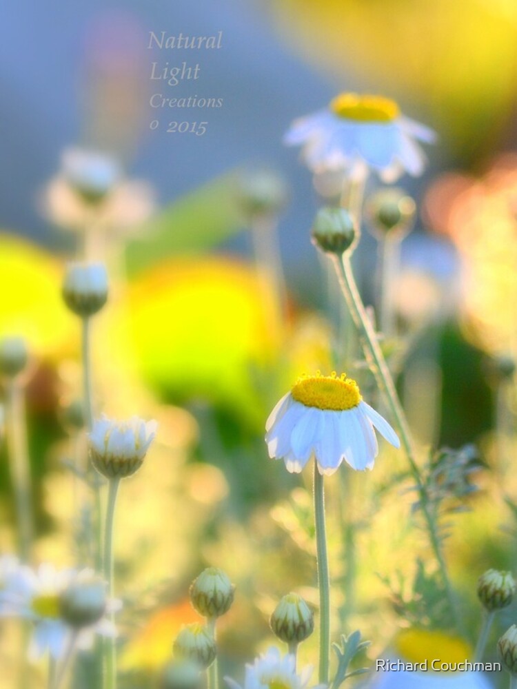 Thumbnail 4 of 4, Samsung Galaxy Phone Case, " Daisy Rise " designed and sold by Virtualrich.