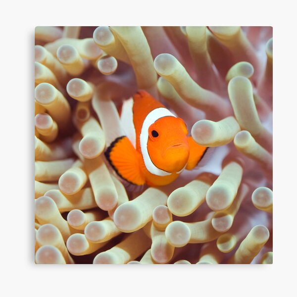 Item preview, Tropical fish Clownfish designed and sold by MotHaiBaPhoto Dmitry & Olga.