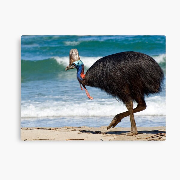Strolling by - cassowary on the beach Canvas Print