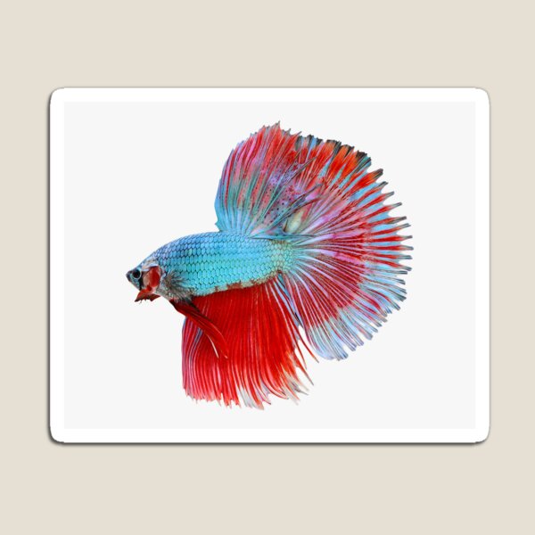 Item preview, Colorful Betta Fish Sticker designed and sold by fishstickers.