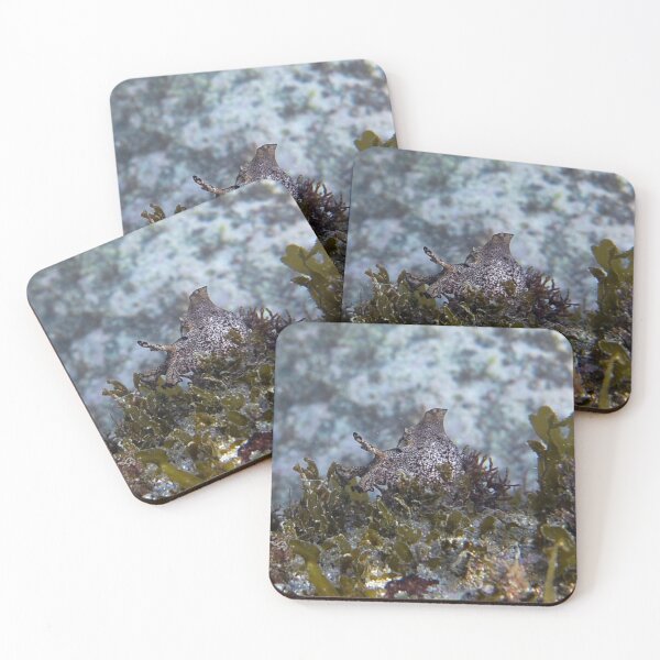 Item preview, Aplysia Kurodai in Korea designed and sold by Mike Ashley.