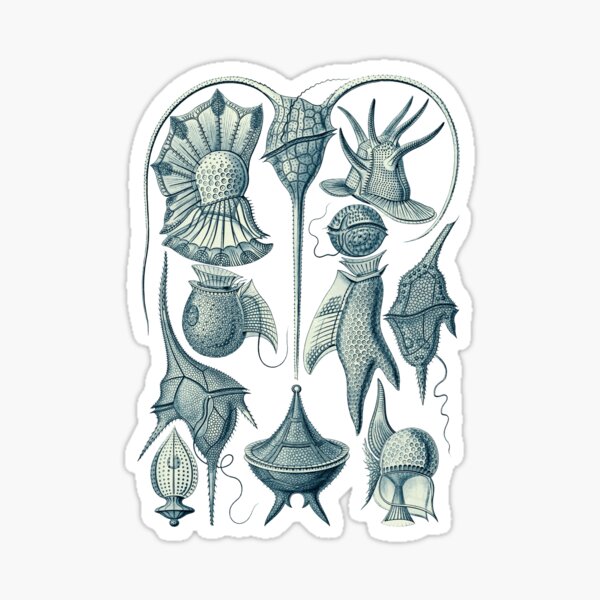 Item preview, Ernst Haeckel Peridinea Plankton  designed and sold by aimeewilson.