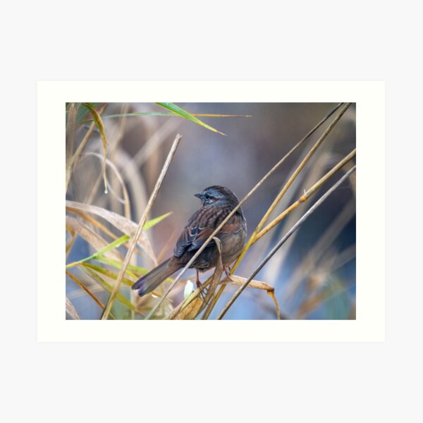 Winter Sparrow Art Print