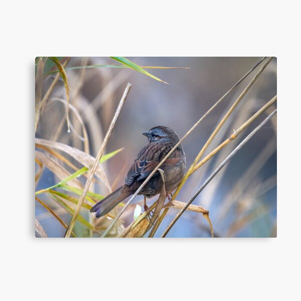 Winter Sparrow Metal Print