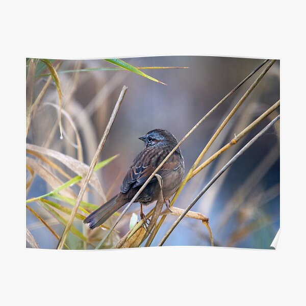 Winter Sparrow Poster
