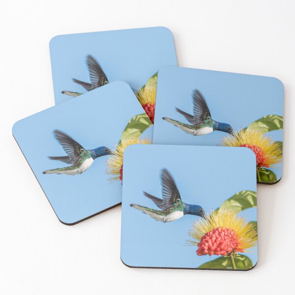 Item preview, White necked jacobin designed and sold by Rachel Lee Young - Land of the Hummingbird.