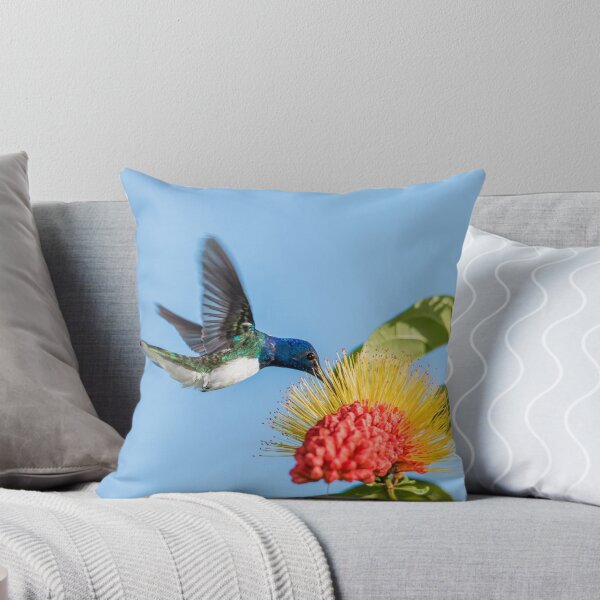 Item preview, White necked jacobin designed and sold by Rachel Lee Young - Land of the Hummingbird.