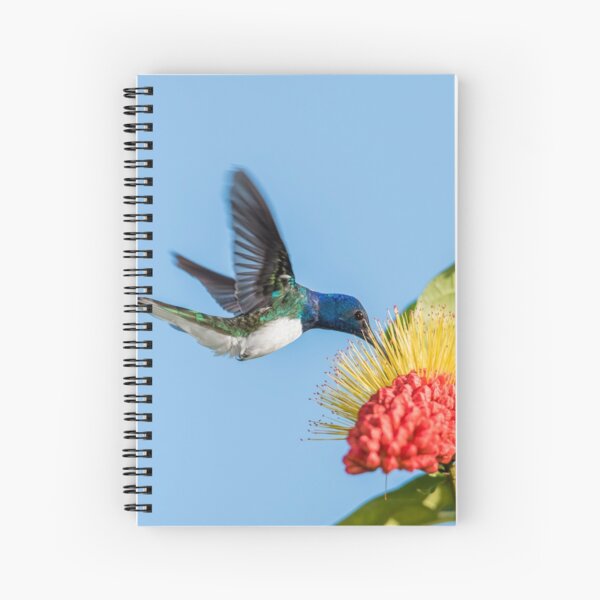 White necked jacobin Spiral Notebook