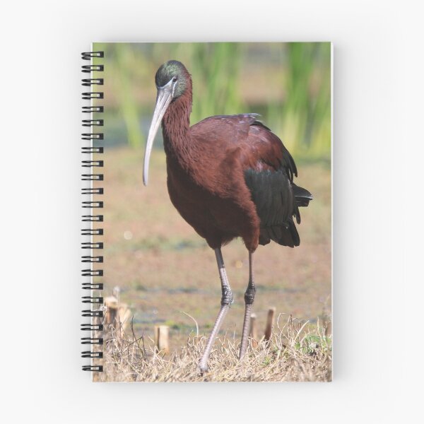 Aperçu de l'œuvre Glossy Ibis créée et vendue par Chantelle Benade.