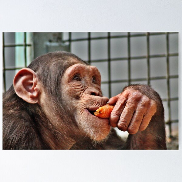 Artikelvorschau, Chimpanzee entworfen und verkauft von Mat Robinson.