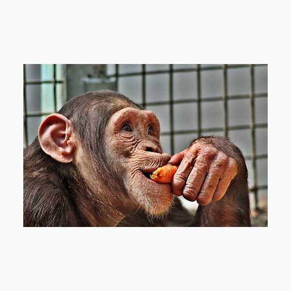Artikelvorschau, Chimpanzee entworfen und verkauft von Mat Robinson.