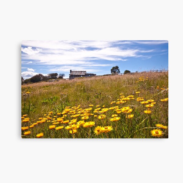 Item preview, Paper Daisies. Victorian High Country. designed and sold by ImagesbyDi.