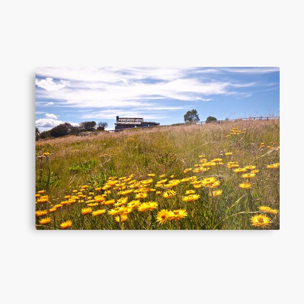 Item preview, Paper Daisies. Victorian High Country. designed and sold by ImagesbyDi.