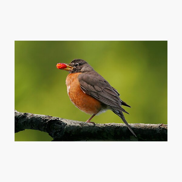 American Robin Photographic Print