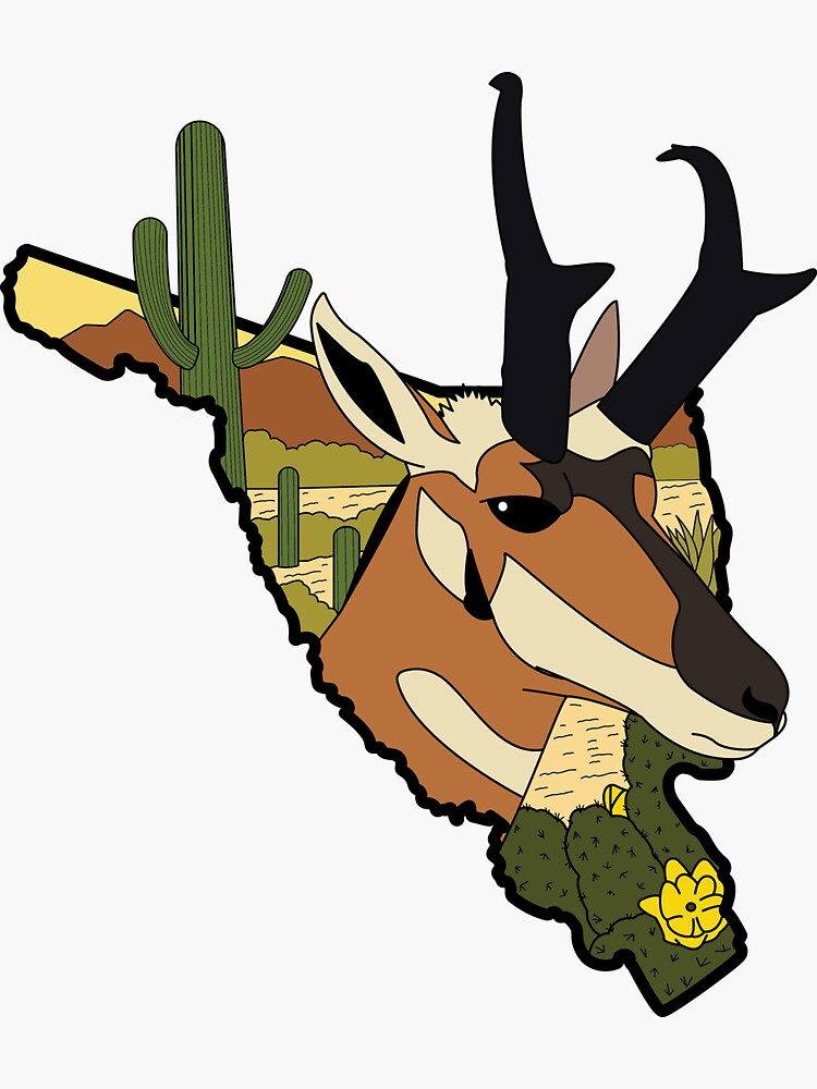 Pronghorn