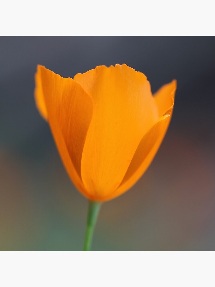 Tufted Poppy by yosemiteHikes