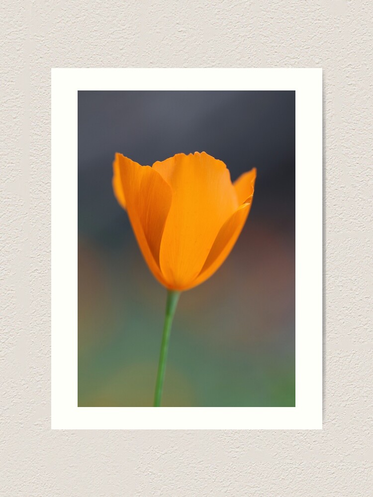Alternate view of Tufted Poppy Art Print