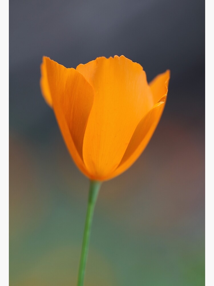 Tufted Poppy by yosemiteHikes