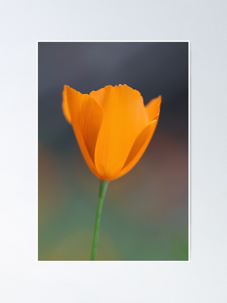 Alternate view of Tufted Poppy Poster