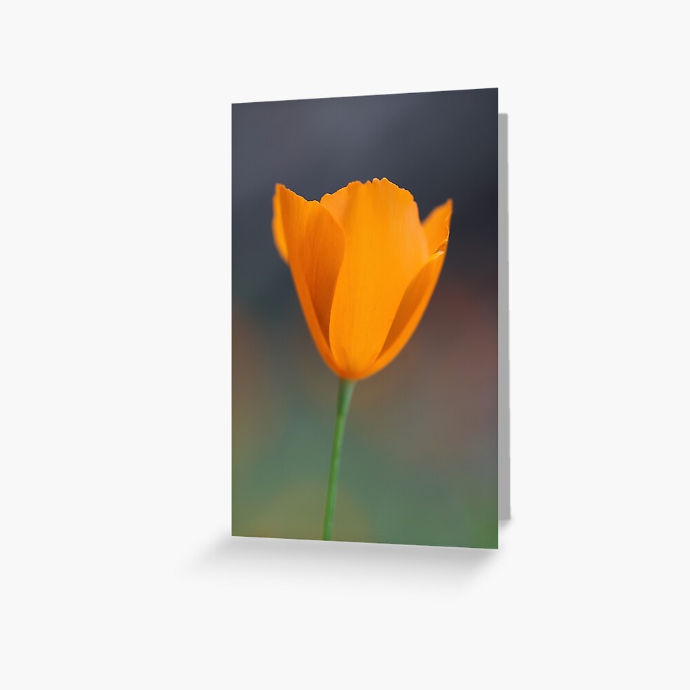 Tufted Poppy Greeting Card