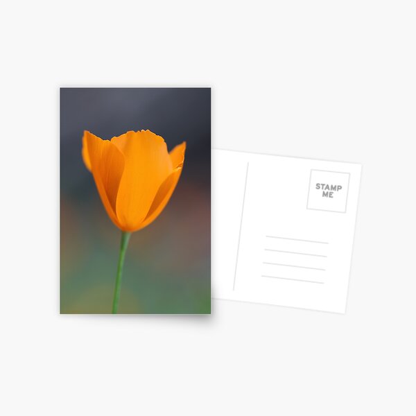 Tufted Poppy Postcard