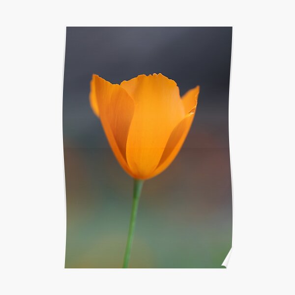 Tufted Poppy Poster